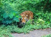 Harimau Jawa: Hantu Belang dari Pulau yang Terlalu Penuh