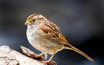Burung Gereja: Ahli Bertahan di Tengah Kota