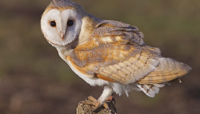 Burung Hantu Serak Jawa: Penjaga Sunyi Sawah dan Malam Desa