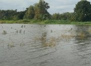 Pemprov Jateng Ajukan Klaim Asuransi Gagal Panen untuk Sawah Terdampak Banjir