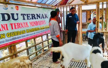 KTT Mindajaya Gelar Posyandu Ternak di Pekuncen, Fokus Tingkatkan Kesehatan Hewan Kurban