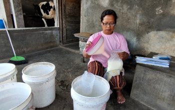 Jaga Produksi Susu Saat Kemarau, Pemprov Jateng Dorong Peternak Gunakan Silase