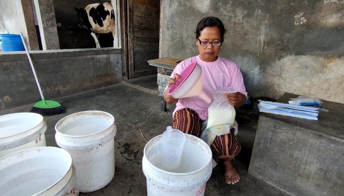 Jaga Produksi Susu Saat Kemarau, Pemprov Jateng Dorong Peternak Gunakan Silase