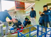 Hadapi Musim Kemarau, Peternak di Glempang Olah Jerami Jadi Pakan Fermentasi