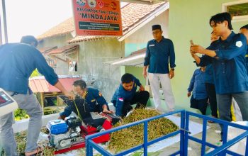 Hadapi Musim Kemarau, Peternak di Glempang Olah Jerami Jadi Pakan Fermentasi