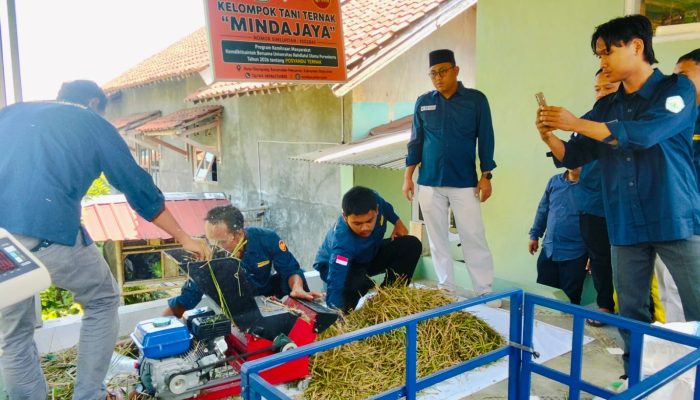 Hadapi Musim Kemarau, Peternak di Glempang Olah Jerami Jadi Pakan Fermentasi