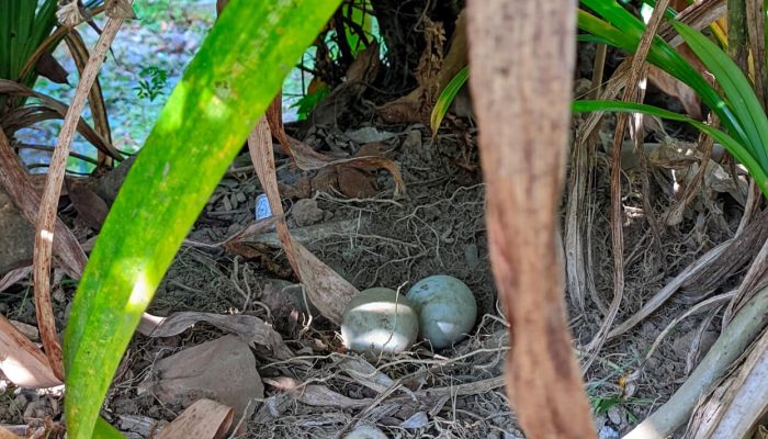 Bebek Tetangga Bertelur di Rumah Saya: Mau Didadar Tahu Diri, Dikembalikan Malah Jadi Rezeki