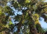 Hutan yang Kita Lewati Tidak Pernah Benar-Benar Sepi