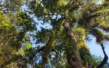 Hutan yang Kita Lewati Tidak Pernah Benar-Benar Sepi