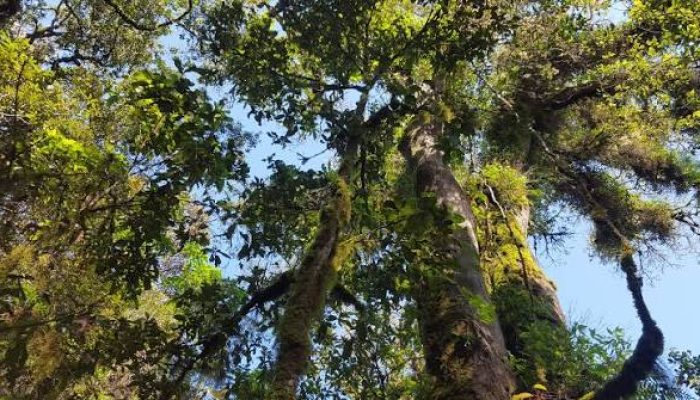 Hutan yang Kita Lewati Tidak Pernah Benar-Benar Sepi