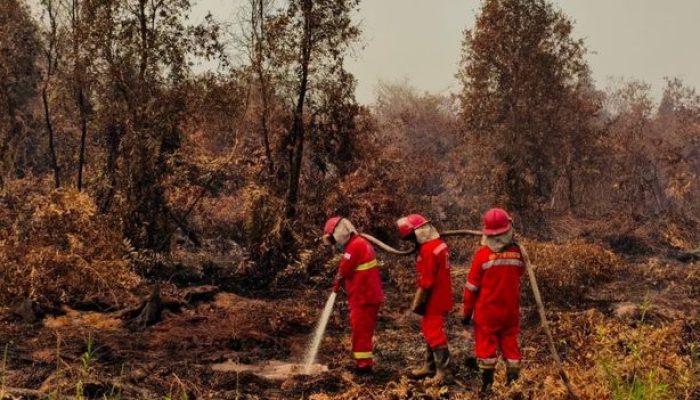 Habis Karhutla Terbitlah Sawit, Pakar UMY Ingatkan Risiko Alih Fungsi Kawasan Lindung
